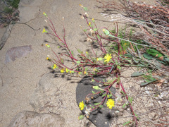 Senecio transiens