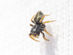 Chalcoscirtus infimus