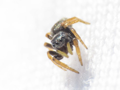 Chalcoscirtus infimus