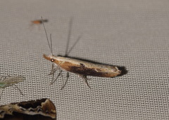 Ypsolopha falcella