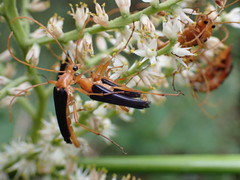 Strangalia bicolor