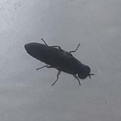 Scenopinus fenestralis