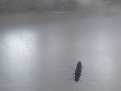 Scenopinus fenestralis