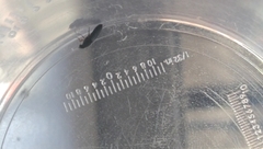 Scenopinus fenestralis