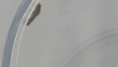 Scenopinus fenestralis