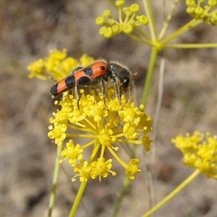 Trichodes leucopsideus
