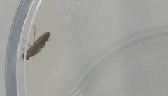 Scenopinus fenestralis