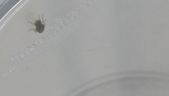 Scenopinus fenestralis