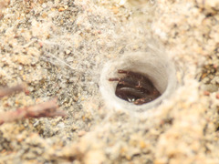 Ariadna brignolii