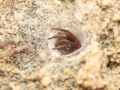 Ariadna brignolii