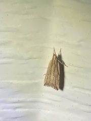 Helcystogramma hystricella