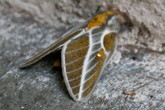 Syssphinx albolineata