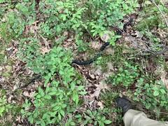 Pantherophis alleghaniensis