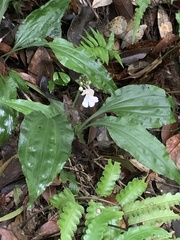 Calanthe alismifolia