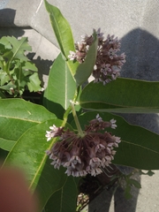 Asclepias syriaca