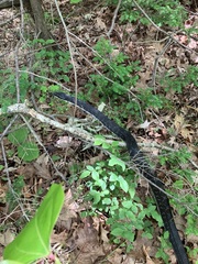 Pantherophis alleghaniensis