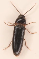 Ampedus atripennis
