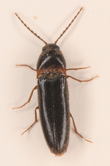Ampedus atripennis