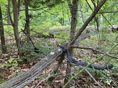 Pantherophis alleghaniensis