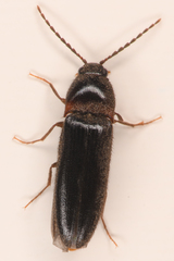 Ampedus atripennis