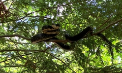 Pantherophis alleghaniensis