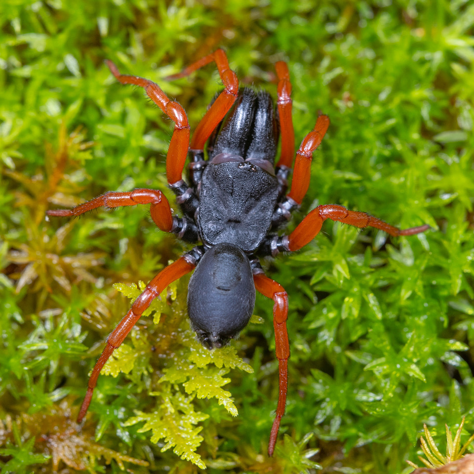 Red-legged Purseweb Spider