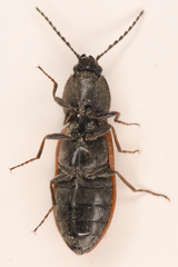 Pseudanostirus