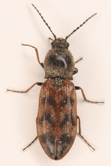 Pseudanostirus