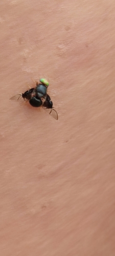 Philophylla kraussi