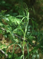 Tragopogon dasyrhynchus