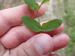 Hypericum tubulosum