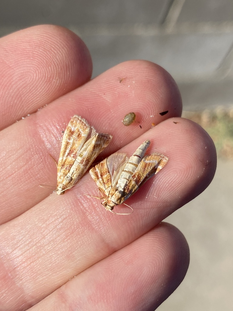 Ponderosa Pine Coneworm Moth