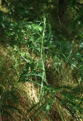 Tragopogon dasyrhynchus