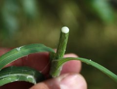 Tragopogon dasyrhynchus
