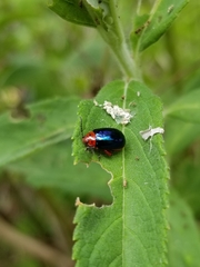Kuschelina gibbitarsa