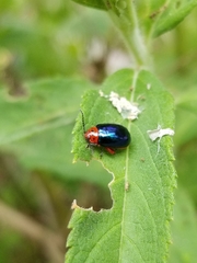 Kuschelina gibbitarsa