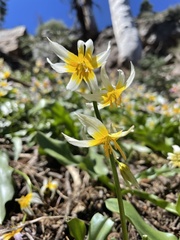 Erythronium pusaterii