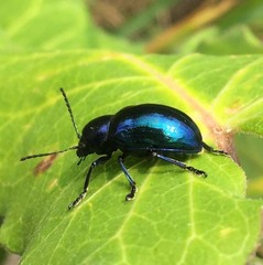 Chrysochus chinensis