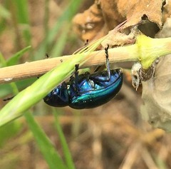 Chrysochus chinensis
