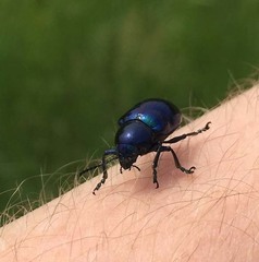 Chrysochus chinensis