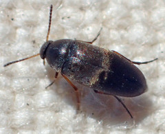 Anaspis atrata