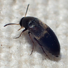 Anaspis atrata