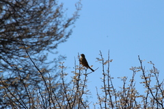 Emberiza capensis cinnamomea