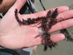 Odonthalia