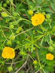 Potentilla thuringiaca
