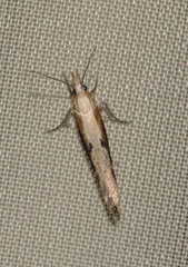 Ypsolopha falcella