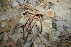 Marasmius cohaerens lachnophyllus