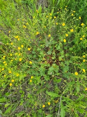 Potentilla thuringiaca
