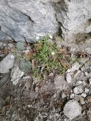 Heliosperma veselskyi iskense