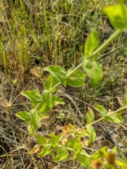 Hypericum montbretii
